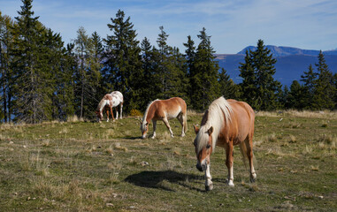 Horse in a pasture in the mountains