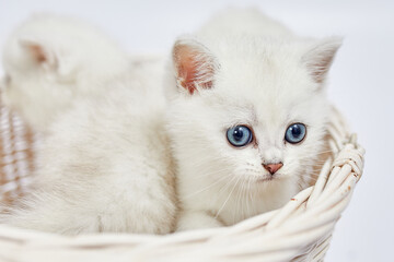 A beautiful white kittens British Silver chinchilla sits in a basket on a white background