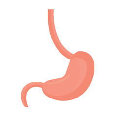 Stomach, human digestive organ, illustration