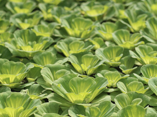 Water lettuce growth closeup background