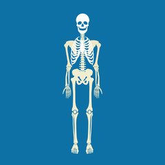Human skeleton, illustration, vector, cartoon