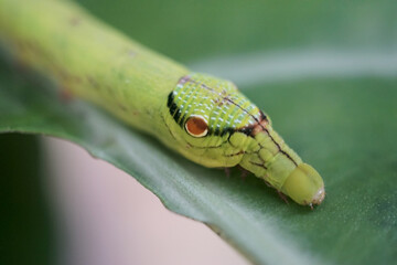 Cobra Caterpillar on green leaf, Close up shot