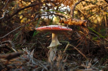 red cap poisoned  mushroom