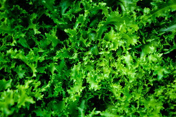 Salade verte frisée en arrière plan