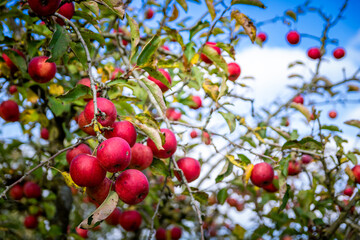 Pommes rouges mures en gros plan dans le pommier sur fond de ciel bleu
