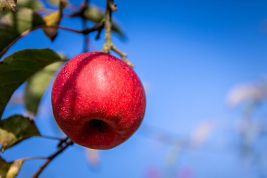 Pomme rouge mure en gros plan dans le pommier sur fond de ciel bleu