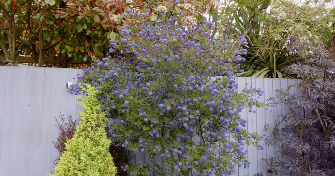 Wide shot of ceanothus in full flower