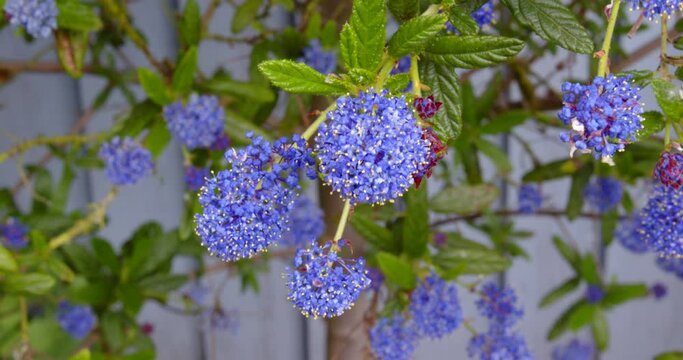 CU shot of three ceanothus flower