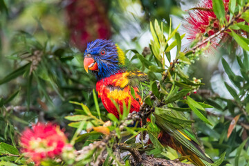 Rainbow Lorikeet in the bottlebrush tree on a rainy day