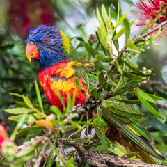 Rainbow Lorikeet in the bottlebrush tree on a rainy day