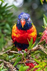 Rainbow Lorikeet in the bottlebrush tree on a rainy day