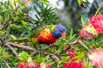 Rainbow Lorikeet in the bottlebrush tree on a rainy day
