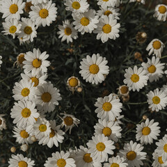 Floral composition with chamomile daisy flowers pattern texture background. Flatlay, top view. Sunlight shadows