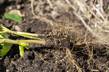 大豆の根粒のアップ（秘伝豆）