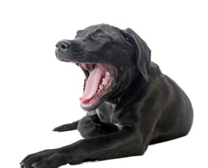 black labrador retriever, png file