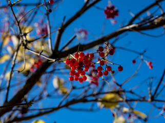 red berries on dry branches against the blue sky