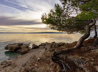 tree on the beach