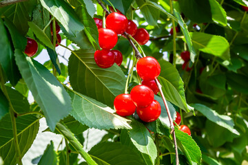 Photography on theme beautiful fruit branch cherry tree