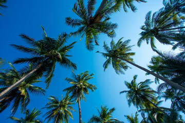 Obraz na płótnie Canvas palm trees against blue sky