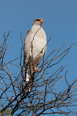 Autour chanteur, .Melierax canorus, Pale Chanting Goshawk