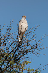 Autour chanteur, .Melierax canorus, Pale Chanting Goshawk