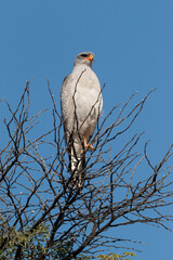 Autour chanteur, .Melierax canorus, Pale Chanting Goshawk