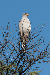 Autour chanteur, .Melierax canorus, Pale Chanting Goshawk
