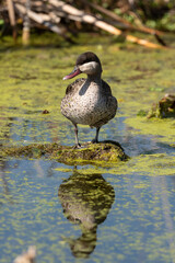 Canard à bec rouge, .Anas erythrorhyncha, Red billed Teal
