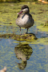 Canard à bec rouge, .Anas erythrorhyncha, Red billed Teal