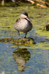 Canard à bec rouge, .Anas erythrorhyncha, Red billed Teal