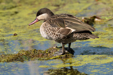 Canard à bec rouge, .Anas erythrorhyncha, Red billed Teal