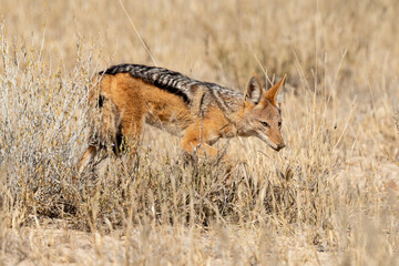 Chacal à chabraque, Canis mesomelas, Afrique