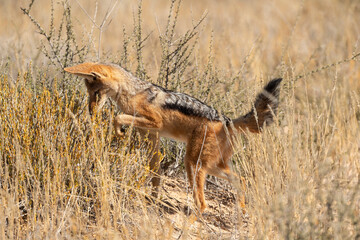 Chacal à chabraque, Canis mesomelas, Afrique