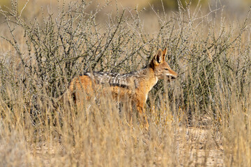 Chacal à chabraque, Canis mesomelas, Afrique