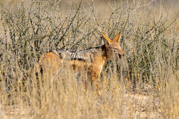 Chacal à chabraque, Canis mesomelas, Afrique