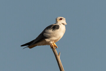 Elanion blanc, .Elanus caeruleus, Black winged Kite