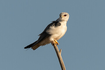 Elanion blanc, .Elanus caeruleus, Black winged Kite