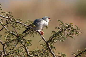 Fauconnet d'Afrique, Faucon pygmé, .Polihierax semitorquatus, Pygmy Falcon