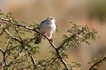 Fauconnet d'Afrique, Faucon pygmé, .Polihierax semitorquatus, Pygmy Falcon