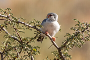 Fauconnet d'Afrique, Faucon pygmé, .Polihierax semitorquatus, Pygmy Falcon