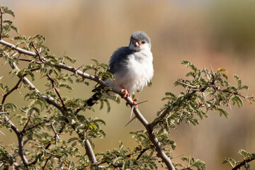 Fauconnet d'Afrique, Faucon pygmé, .Polihierax semitorquatus, Pygmy Falcon