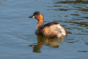 Grèbe castagneux,.Tachybaptus ruficollis, Little Grebe