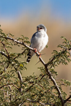 Fauconnet d'Afrique, Faucon pygmé, .Polihierax semitorquatus, Pygmy Falcon