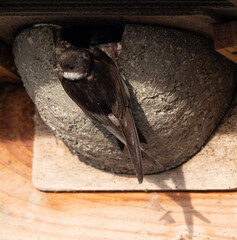Hirondelle de fenêtre, nid,.Delichon urbicum, Common House Martin © JAG IMAGES