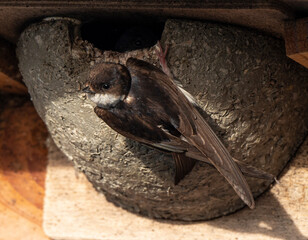 Hirondelle de fenêtre, nid,.Delichon urbicum, Common House Martin © JAG IMAGES