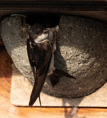 Hirondelle de fenêtre, nid,.Delichon urbicum, Common House Martin