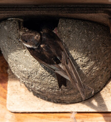 Hirondelle de fenêtre, nid,.Delichon urbicum, Common House Martin