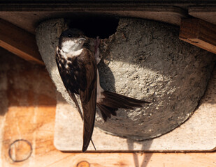 Hirondelle de fenêtre, nid,.Delichon urbicum, Common House Martin © JAG IMAGES