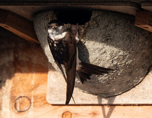 Hirondelle de fenêtre, nid,.Delichon urbicum, Common House Martin © JAG IMAGES