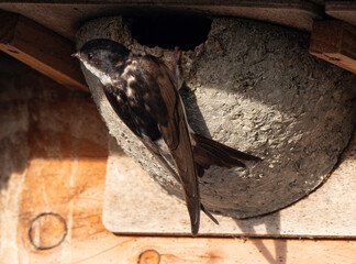 Hirondelle de fenêtre, nid,.Delichon urbicum, Common House Martin
